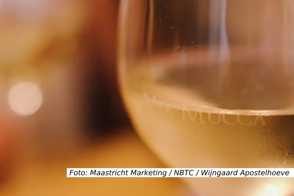 Wijngaard Apostelhoeve tussen de wijnstekken - Maastricht Marketing