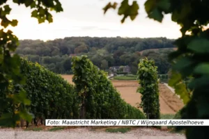 Wijngaard Apostelhoeve tussen de wijnstekken - Maastricht Marketing