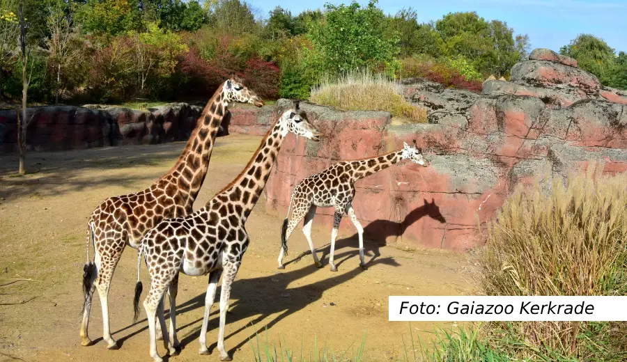 gaia zoo limburg - Mabi City Centre Hotel Maastricht